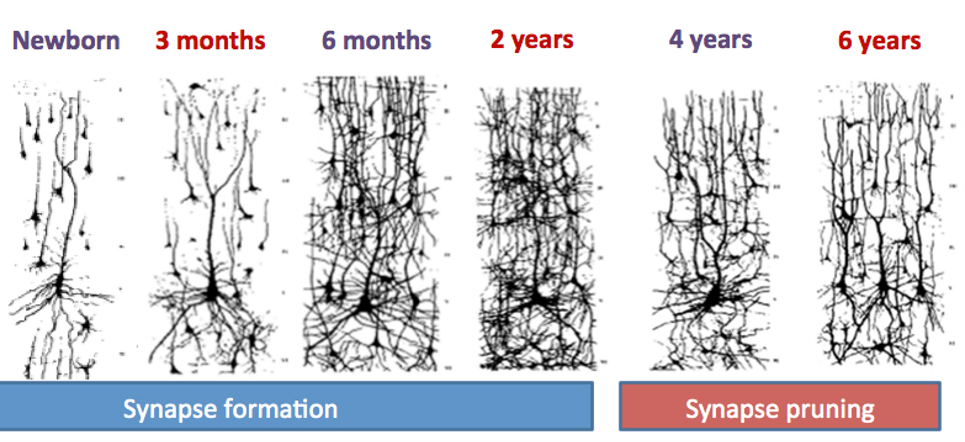 Breaking Down Brain Development